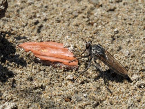 Philonicus albiceps