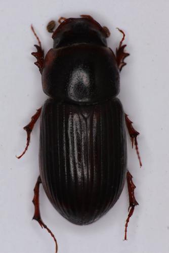 Bodilopsis rufa