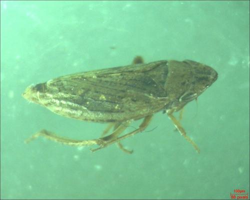 Aphrodes sp.