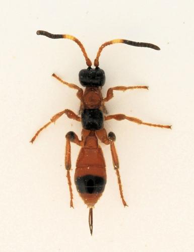 Réf. 177 449 : Aptesis sp.