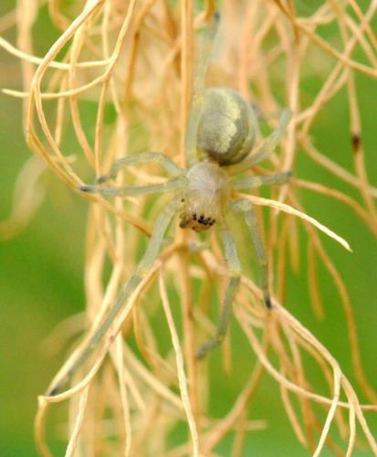 Cheiracanthium sp.