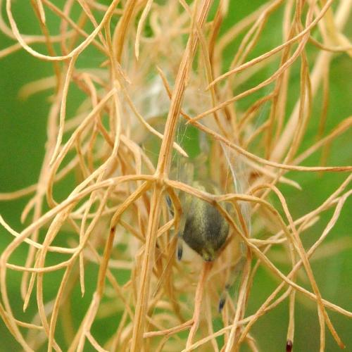 Cheiracanthium sp.