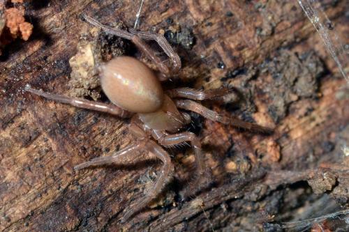 Cicurina cicur