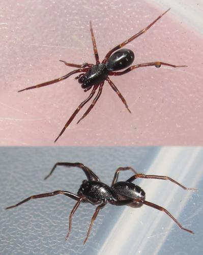 Réf. 177 918 : Oedignatha scrobiculata
