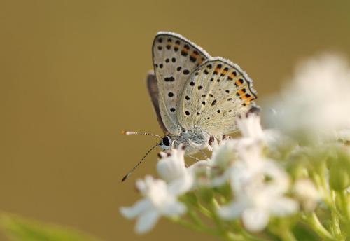 Lycaena tityrus