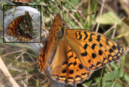 Argynnis adippe