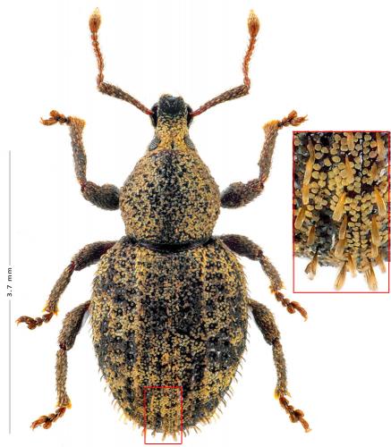 Otiorhynchus subcostatus