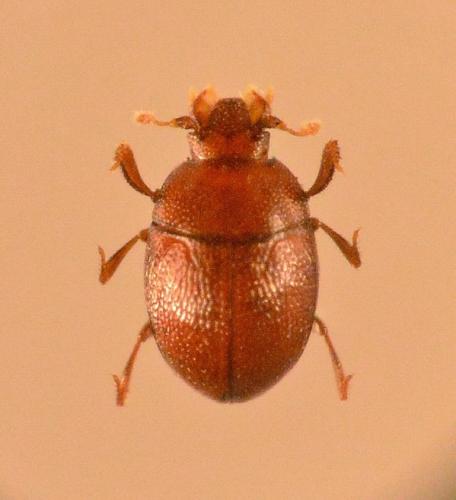 Réf. 177 398 : Bacanius punctiformis