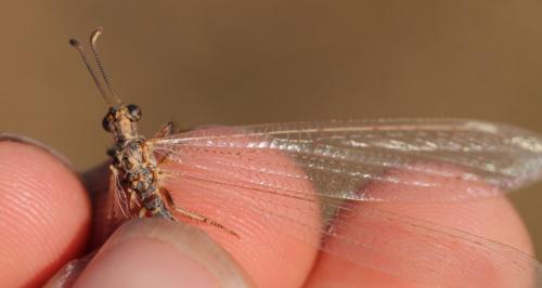 Creoleon sp.