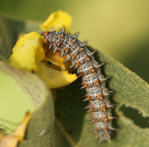 Réf. 177 027 : Melitaea trivia