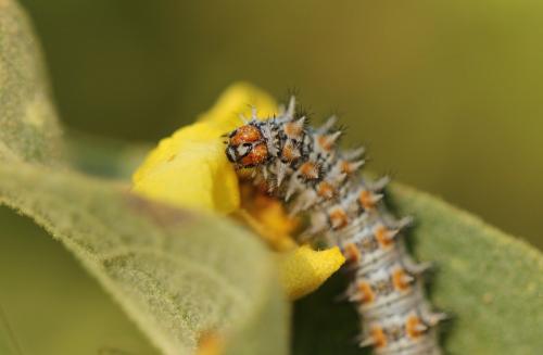 Melitaea trivia