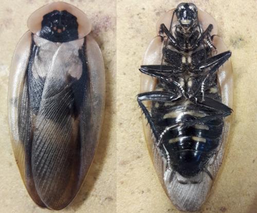 Blaberus atropos