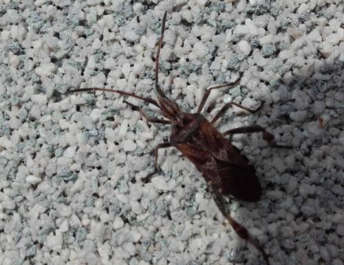 Leptoglossus occidentalis