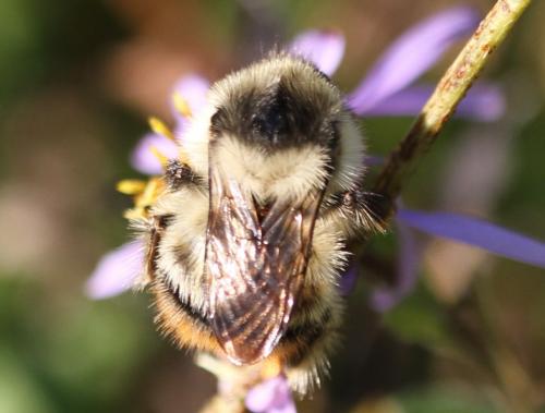 Bombus sylvarum