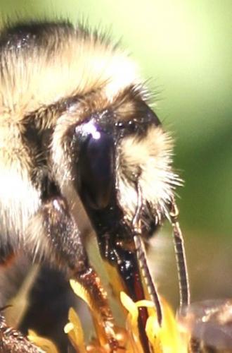 Réf. 177 713 : Bombus sylvarum