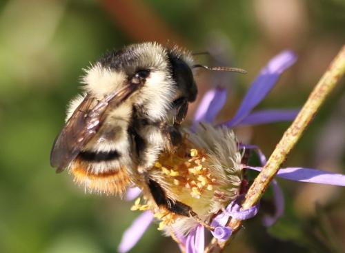Réf. 177 710 : Bombus sylvarum