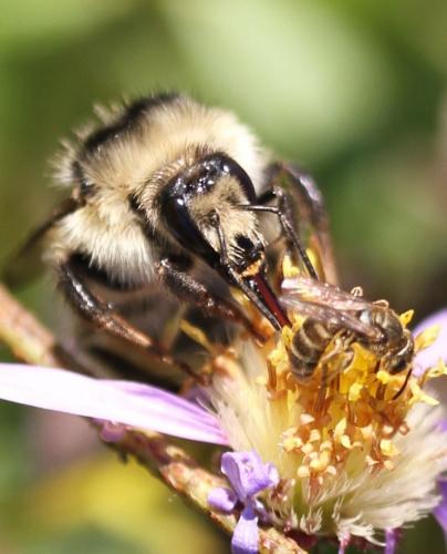 Bombus sylvarum