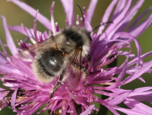 Réf. 177 727 : Bombus sylvarum