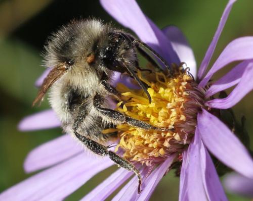 Bombus sylvarum