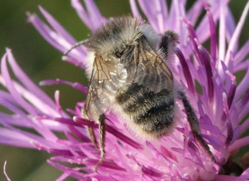 Bombus sylvarum
