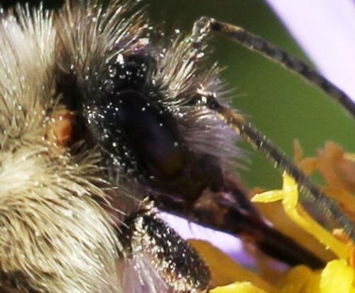 Bombus sylvarum