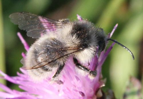 Réf. 177 869 : Bombus sylvarum
