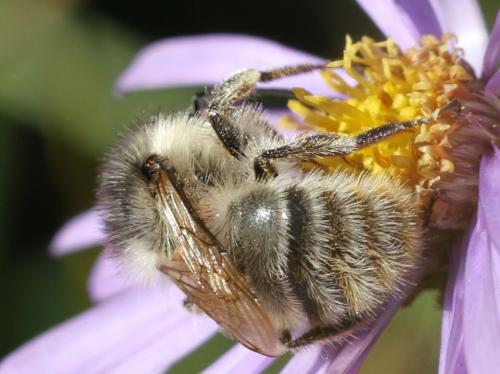 Réf. 177 725 : Bombus sylvarum