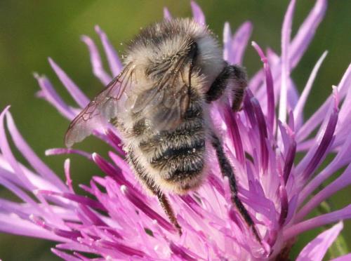 Réf. 177 872 : Bombus sylvarum