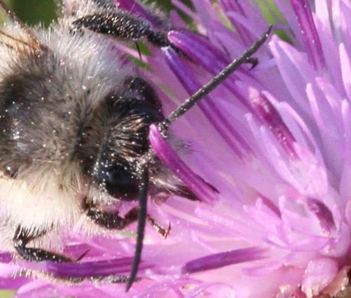 Bombus sylvarum
