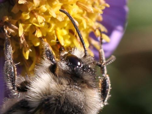 Bombus sylvarum