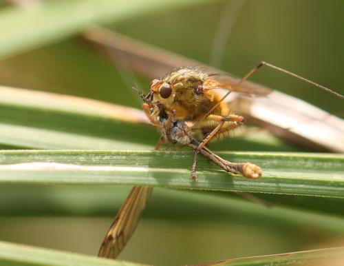 Scathophaga stercoraria