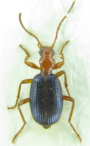 Brachinus bodemeyeri