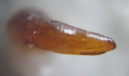Brachinus bodemeyeri