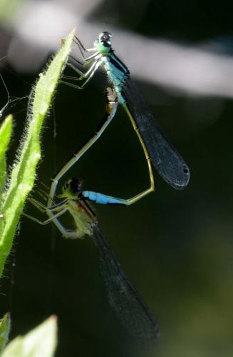 Ischnura elegans