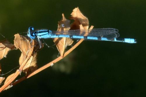 Enallagma cyathigerum