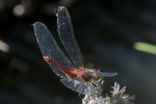 Sympetrum sanguineum