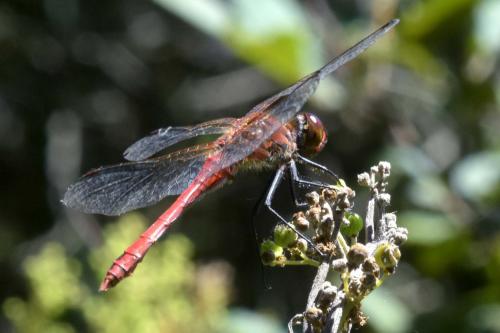 Sympetrum sanguineum