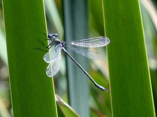 Réf. 177 393 : Lestes sp.