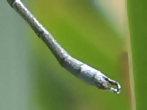 Lestes sp.