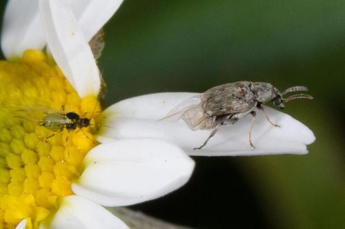 Bruchidius sp.