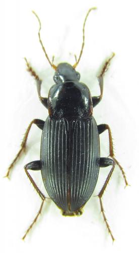 Calathus syriacus