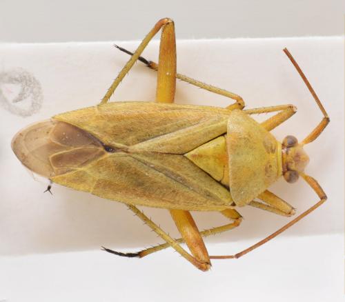 Réf. 177 924 : Calocoris roseomaculatus