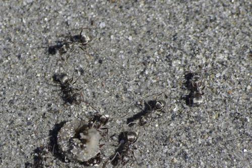 Réf. 177 003 : Formica sp.