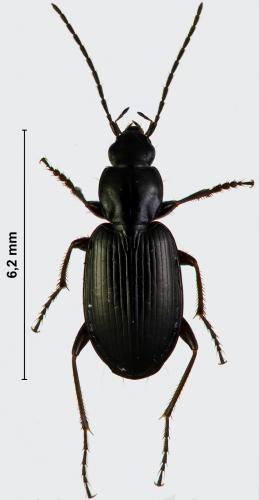 Réf. 177 588 : Agonum fuliginosum