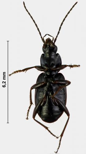 Réf. 177 589 : Agonum fuliginosum