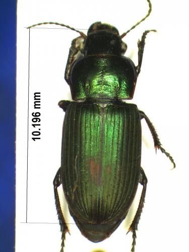 Réf. 177 347 : Harpalus distinguendus