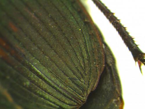 Réf. 177 348 : Harpalus distinguendus
