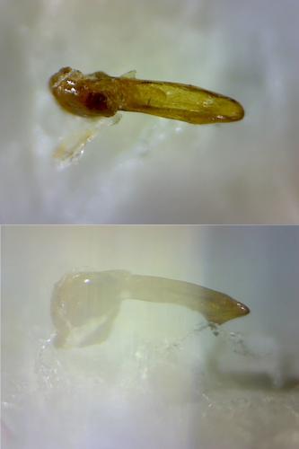 Brachinus psophia