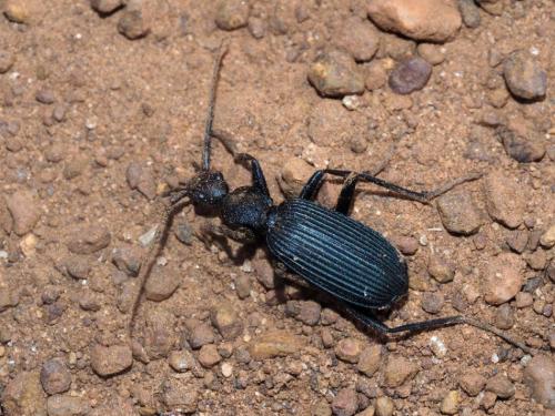 Galerita sp.