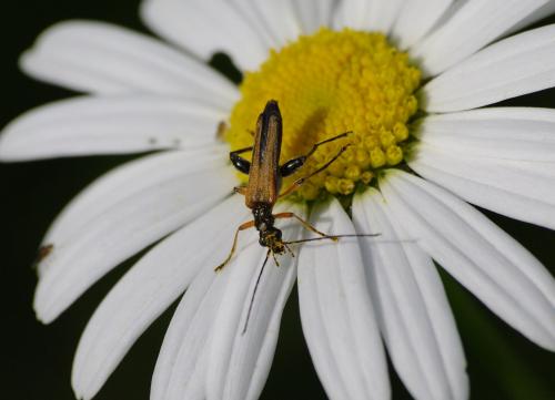 Oedemera podagrariae